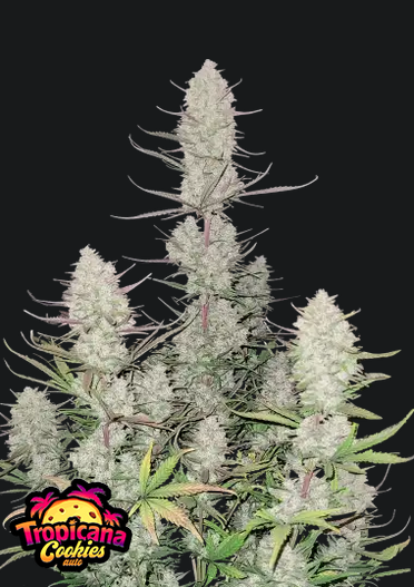 Tropicana Cookies AUTO.png